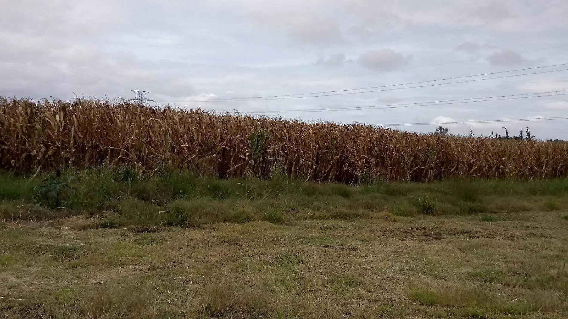 Este año se perdieron 34 mil hectáreas de producción en el estado debido a los fenómenos